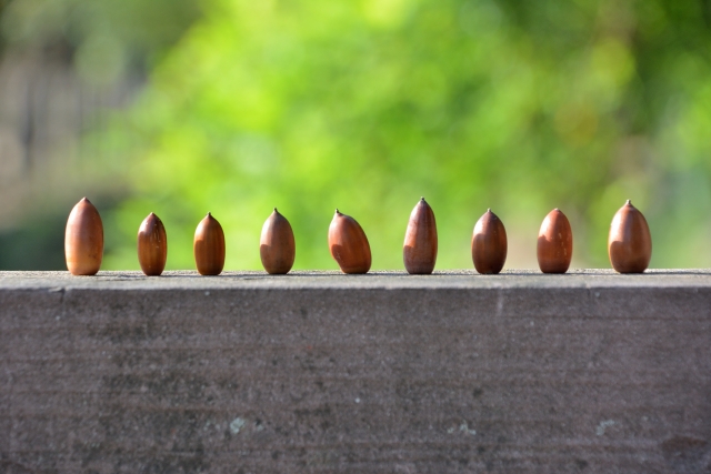 安易に植えてはいけない?どんぐりの木は危険かも アイキャッチ画像