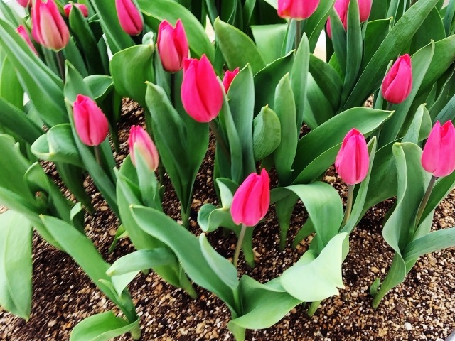 春を楽しむガーデニング 土づくりなどもおススメの時期 アイキャッチ画像