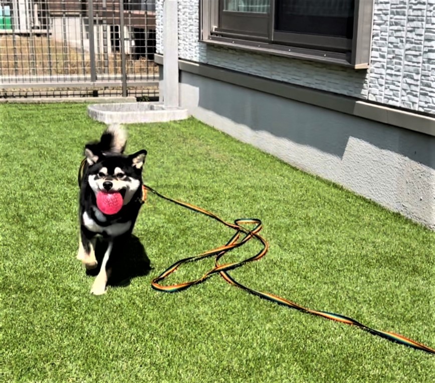 お庭にドッグランを 愛犬が過ごしやすい空間づくり｜スタッフブログ 